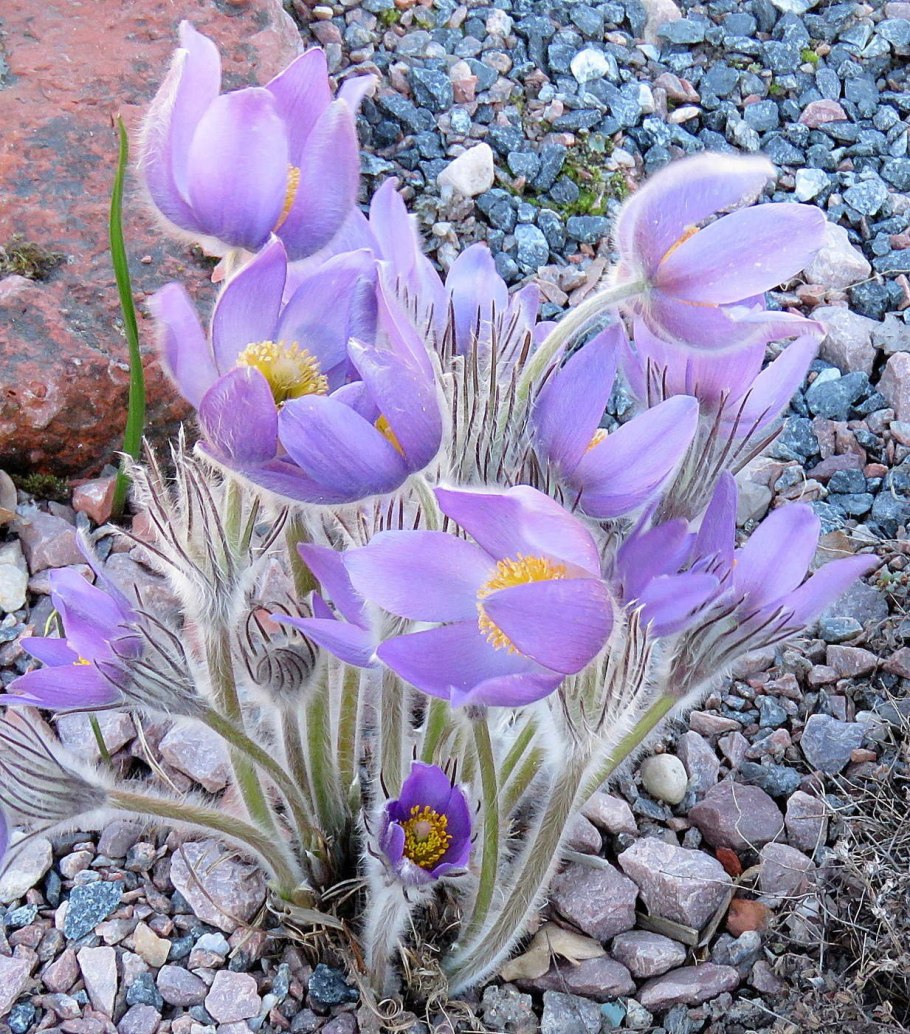 Прострел Сибирский