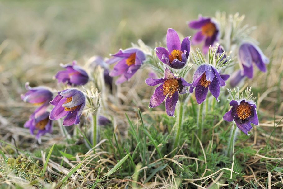 Первоцветы Забайкалья прострел сон трава