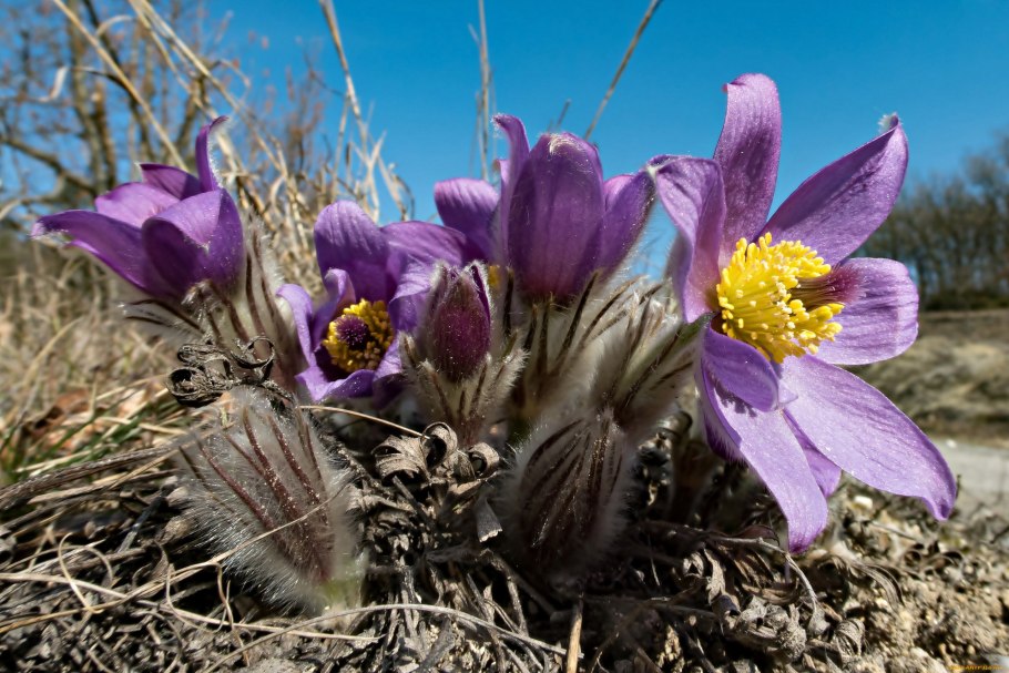 Pulsatilla patens