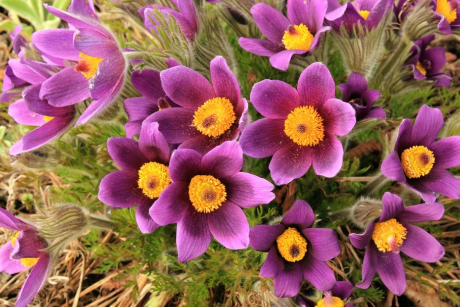 Прострел Луговой