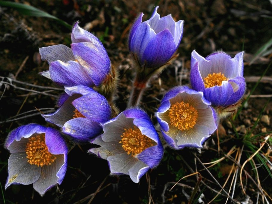 Прострел желтеющий (Сибирский Подснежник)