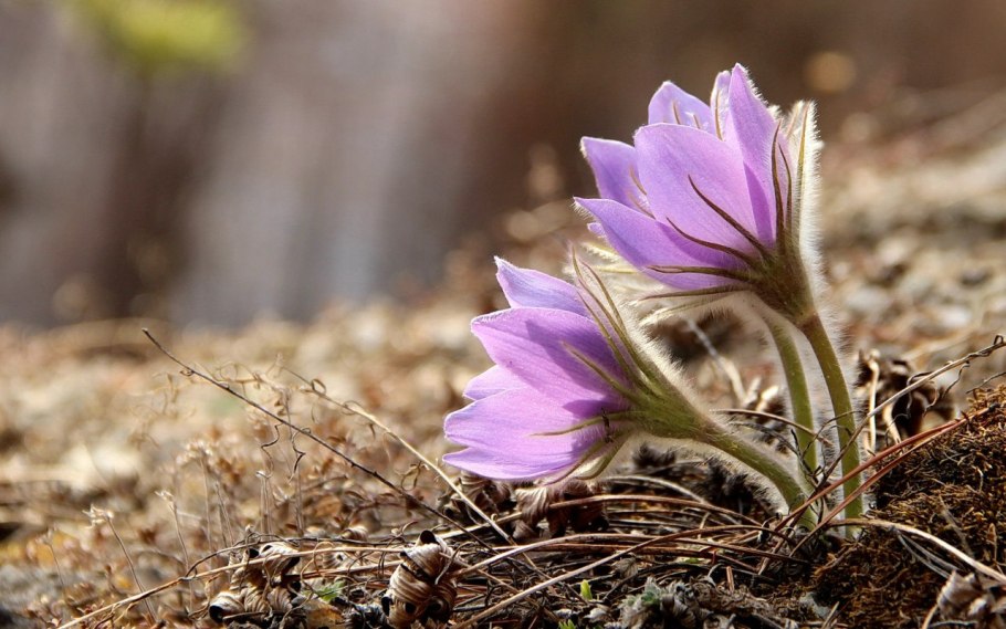 Цветок прострел