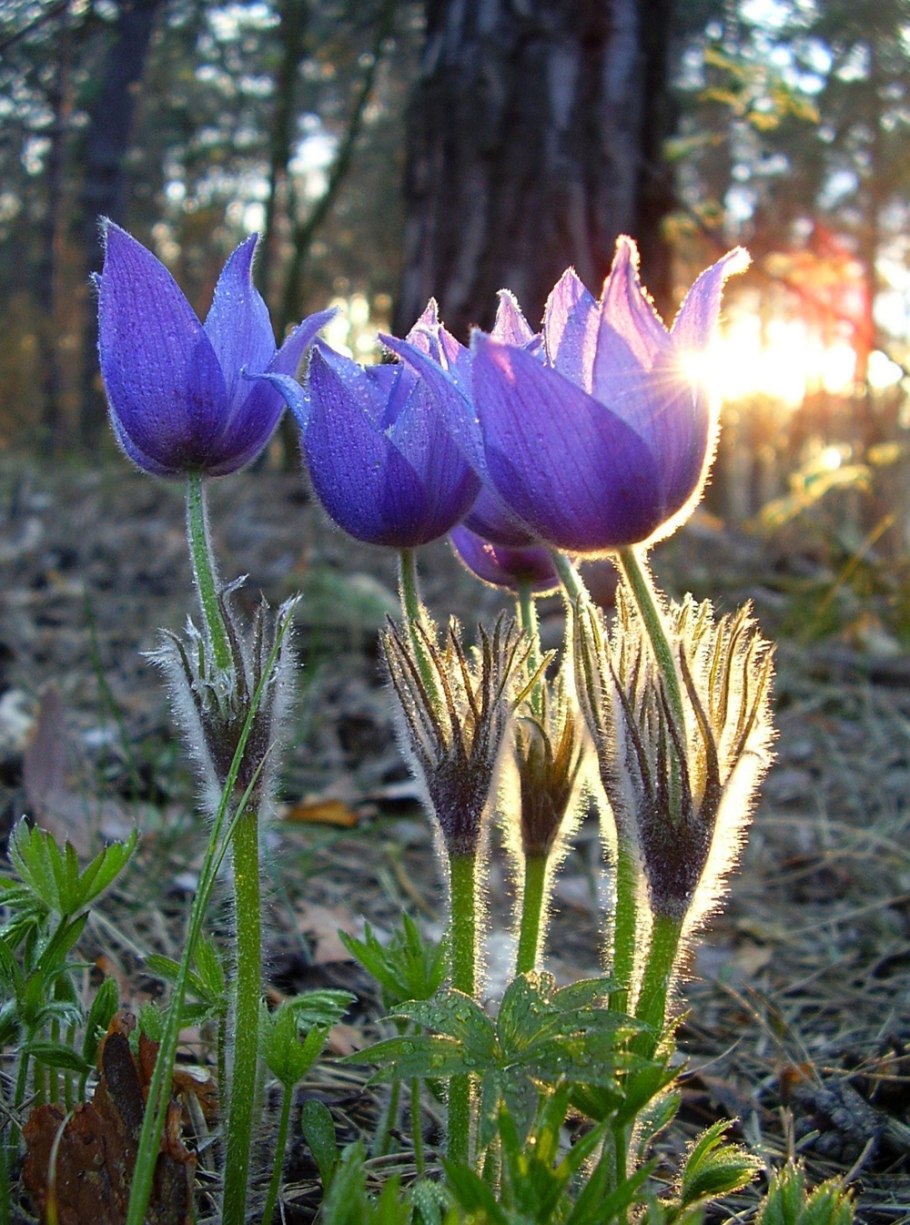 Прострел Сибирский