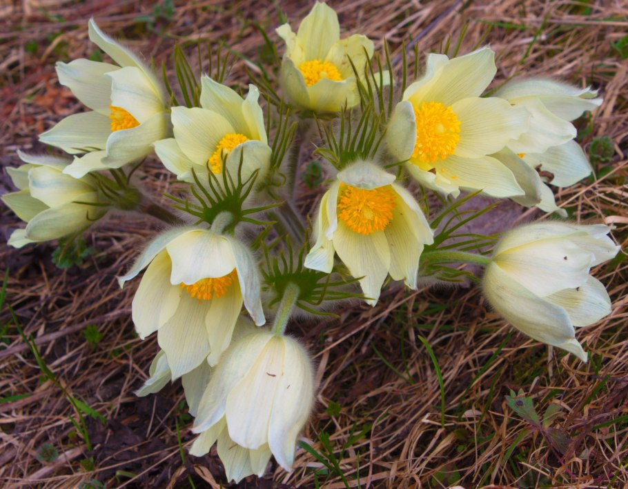 Подснежник Сибирский прострел