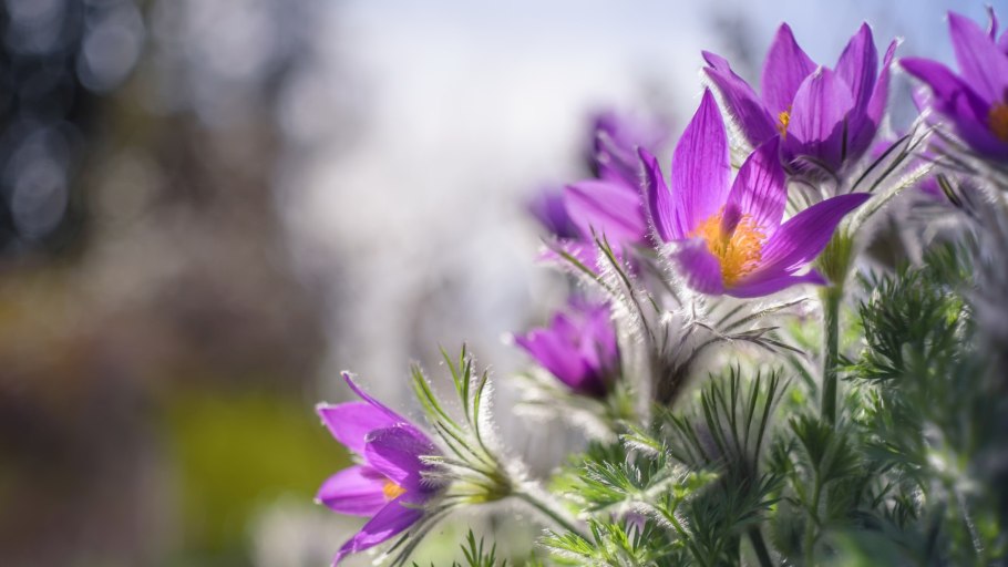 Прострел весенний сон-трава