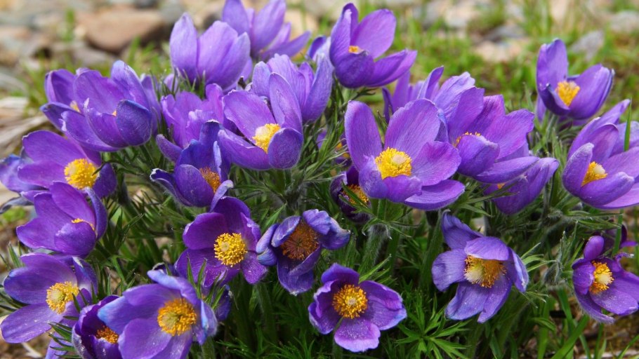 Прострел - сон трава