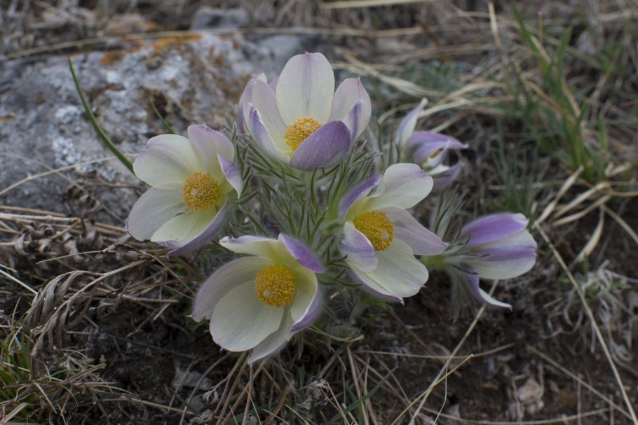 Прострел Уральский желтеющий