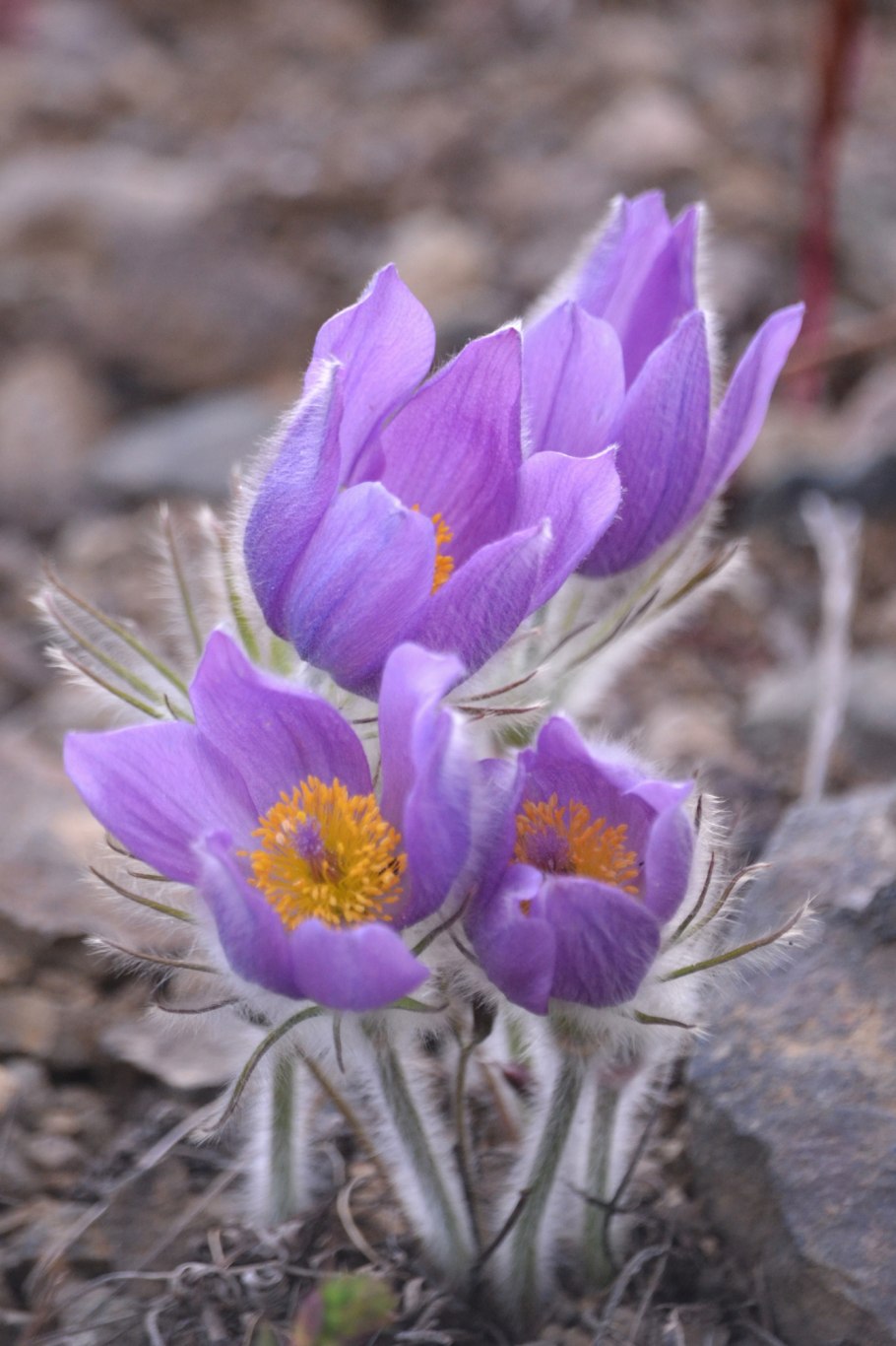 Pulsatilla grandis
