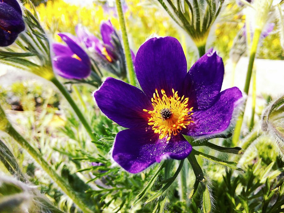 Прострел violet bells