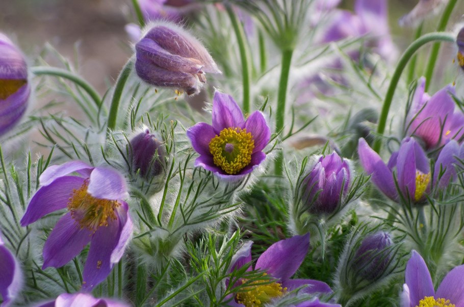 Pulsatilla grandis