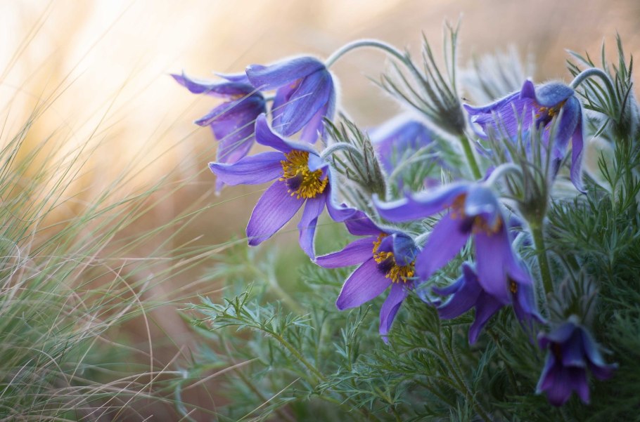 Pulsatilla vulgaris