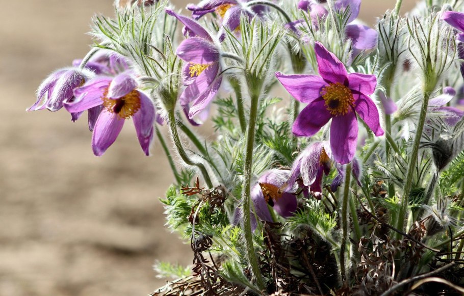 Прострел луговой