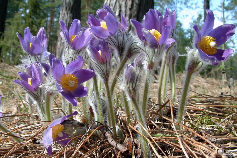 Прострел (Подснежник, сон-трава, Pulsatilla)