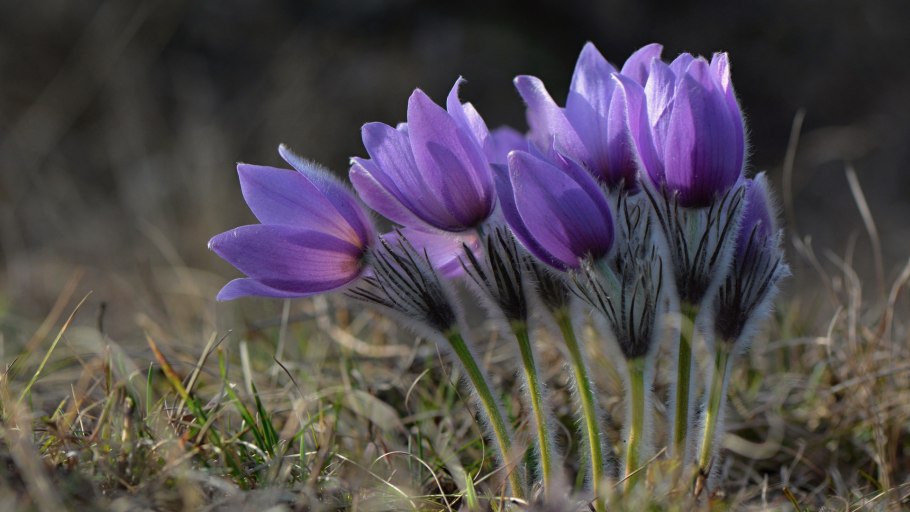 Подснежник сибирский прострел