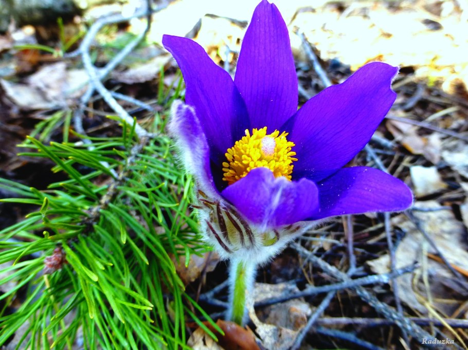 Подснежники сибирские