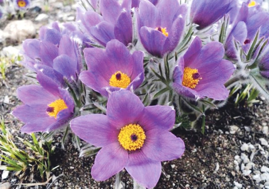 Pulsatilla прострел даурский
