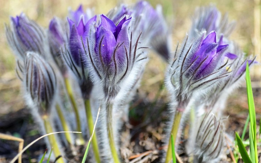 Flower girls Пульсатилла все стадии
