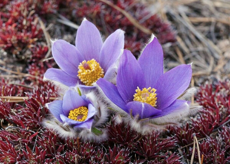 Прострел цветок