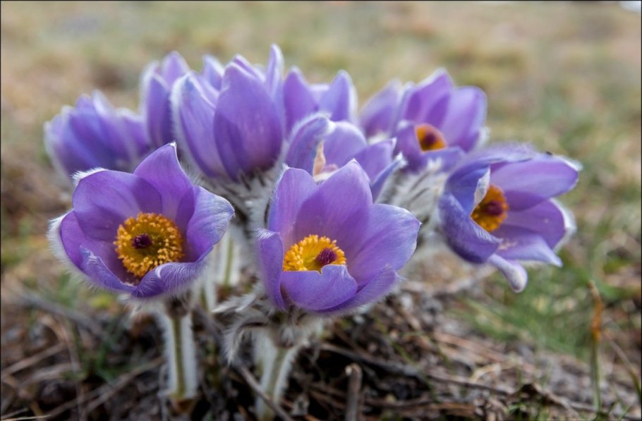 Сон трава прострел