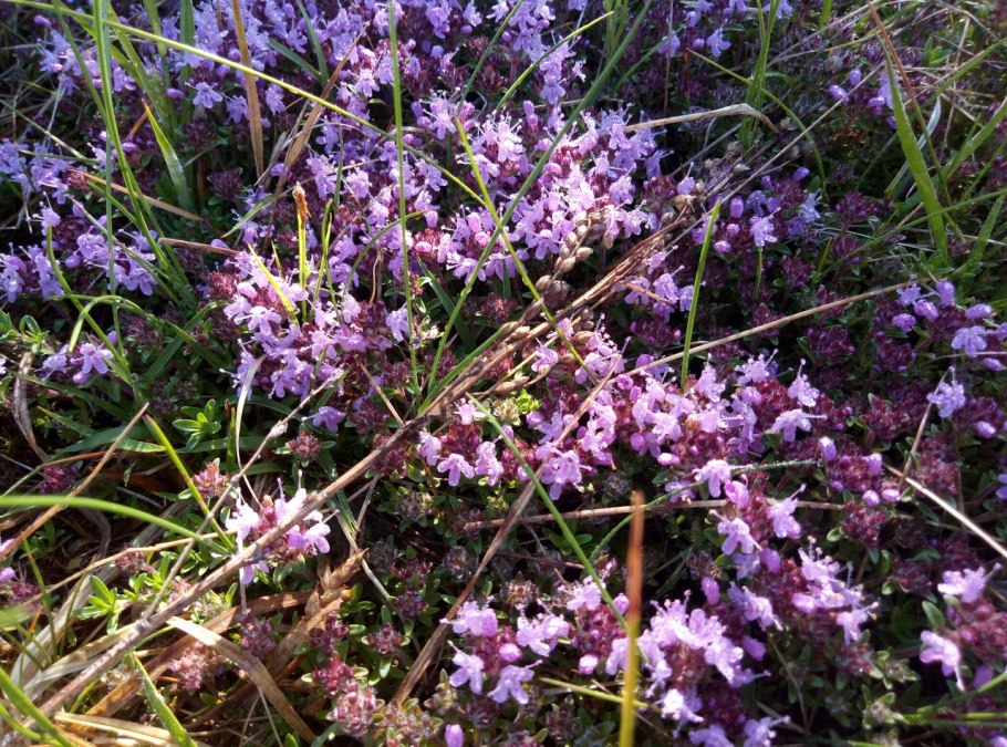 Тимьян меловой (Thymus Cretaceous)