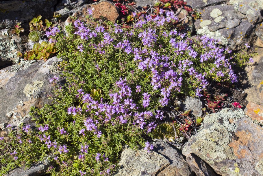 Чабрец меловой