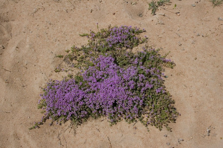 Чабрец меловой