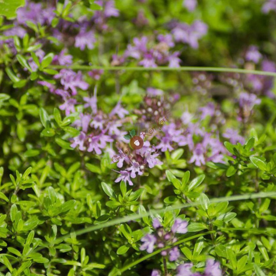 Тимьян длинноцветковый
