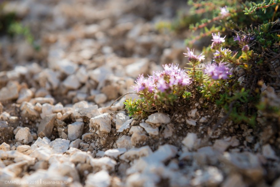 Чабрец меловой