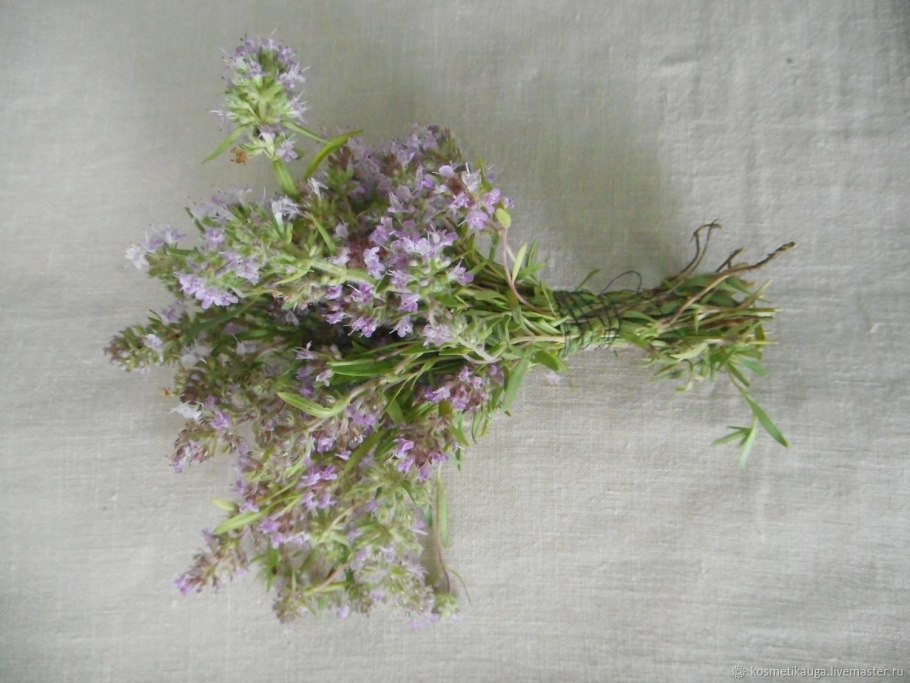 Чабрец цветы