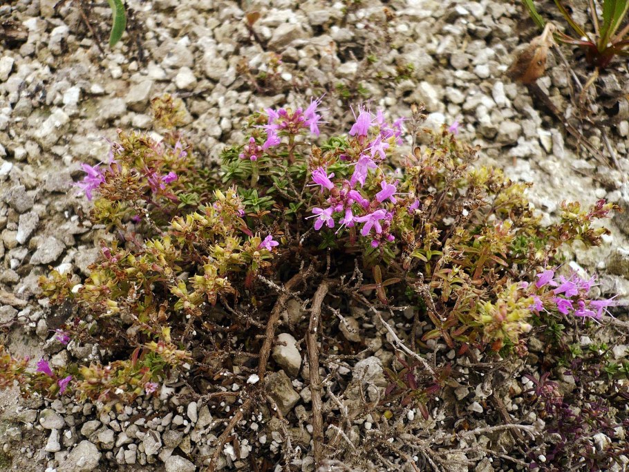 Чабрец меловой фото и описание