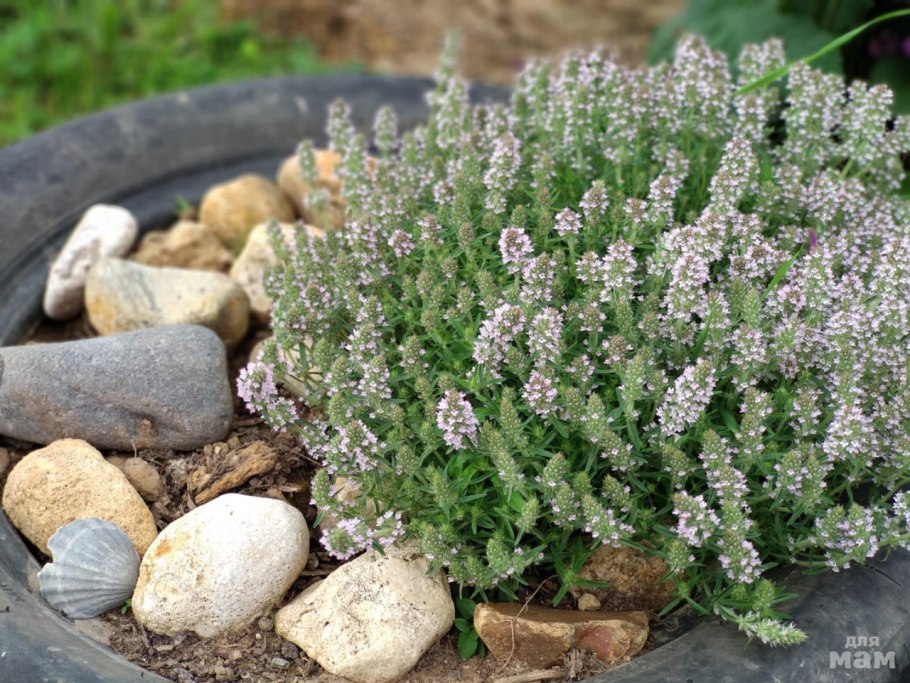 Тимьян thymus vulgaris