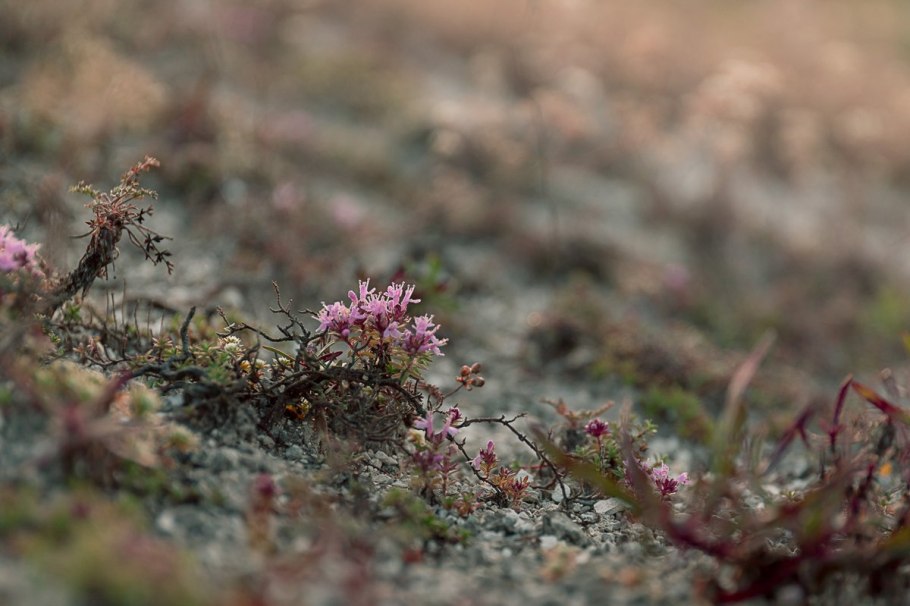 Heinz тимьян розмарин