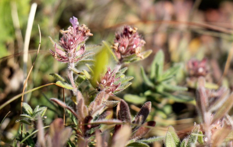 Как выглядит Богородская трава иди сюда