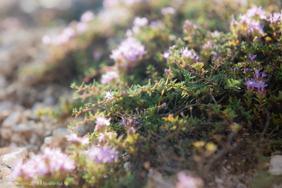 Тимьян Жигулевский (Thymus cimicinus)