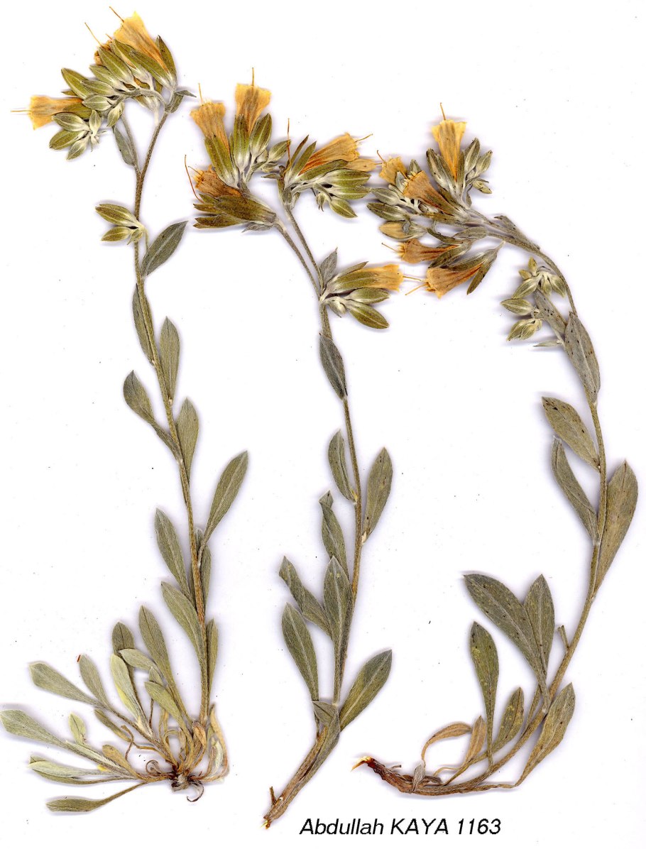 Тимьян Мугоджарский