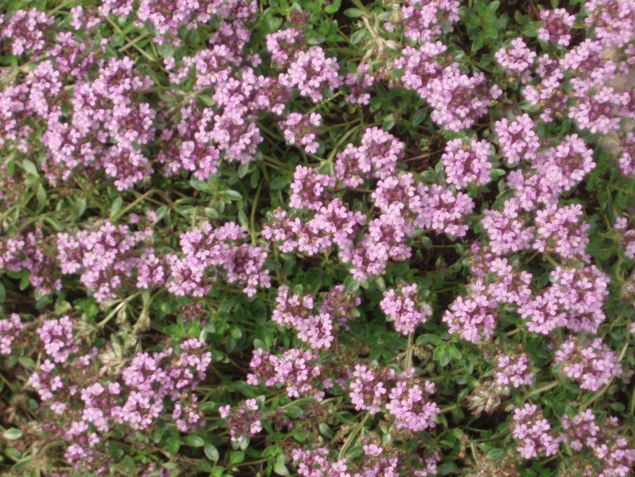 Тимьян ползучий (Thýmus serpýllum)
