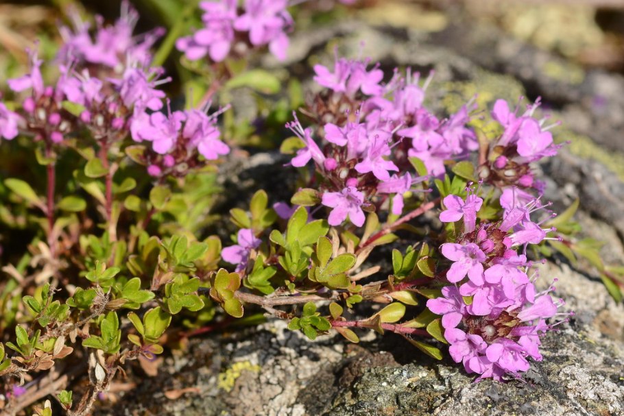 Чабрец клоповый — Thymus cimicinus