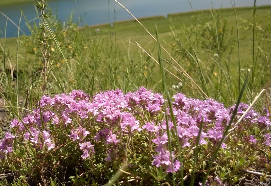 Чабрец меловой