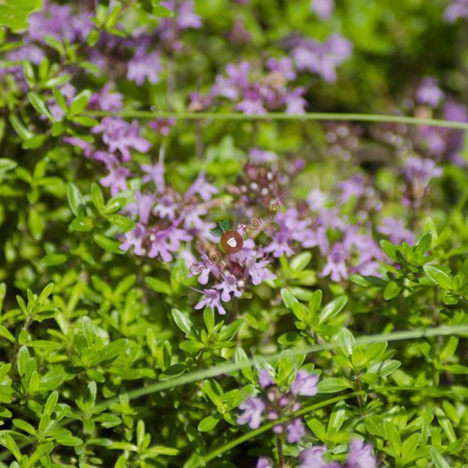 Чабрец полевой