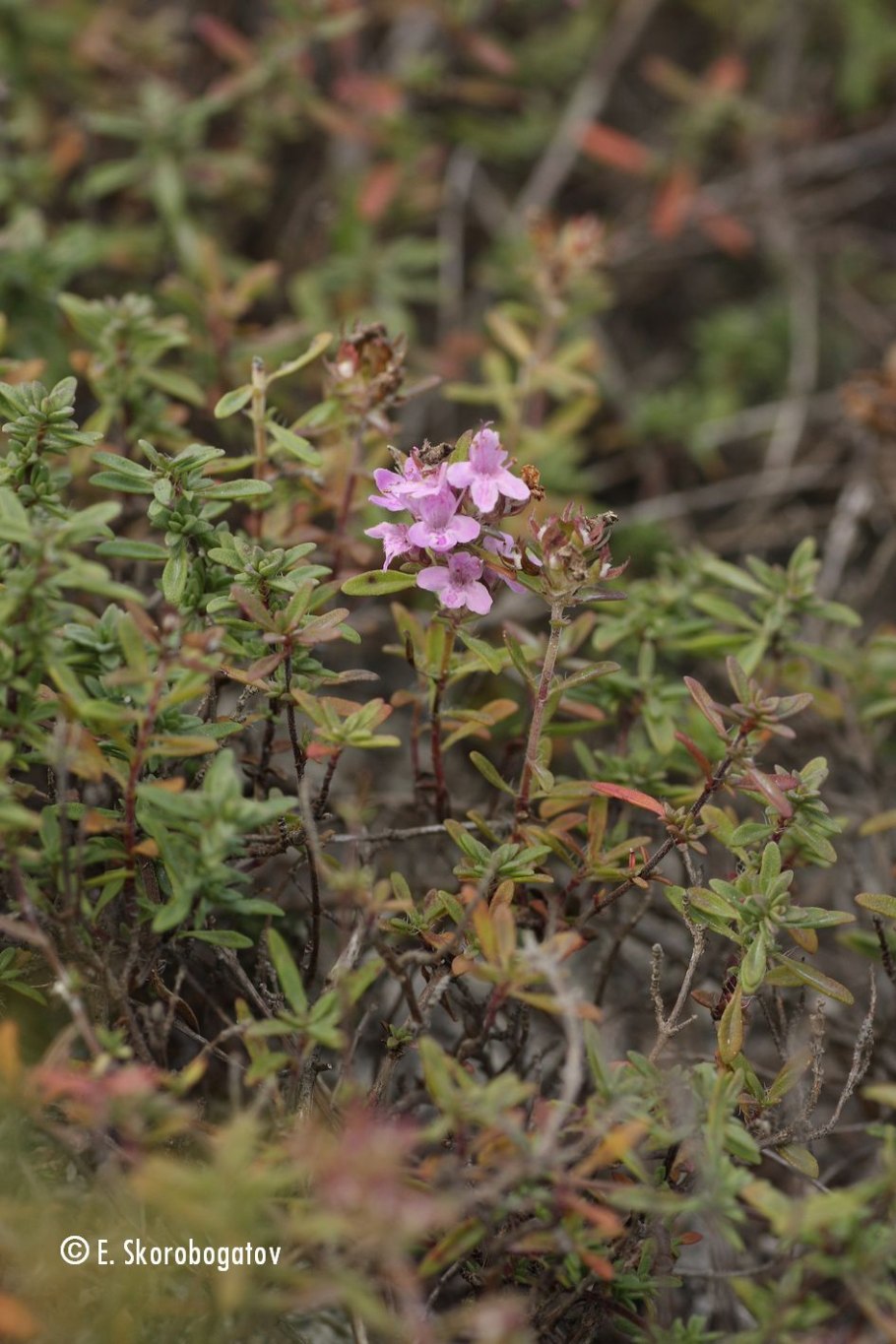Чабрец клоповый