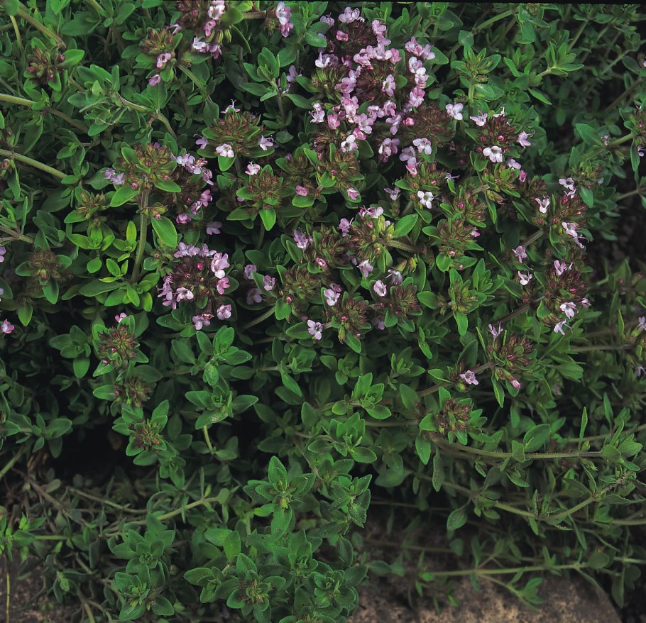 Thymus herba barona