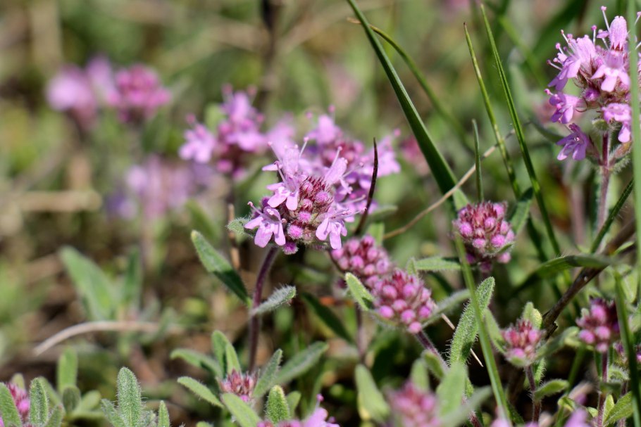 Тимьян комарова (thymus komarovii )