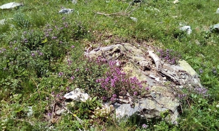 Тимьян и орегано