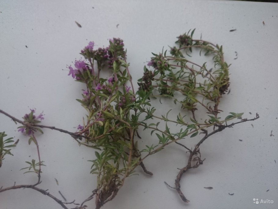 Тимьян Комарова (Thymus komarovii )