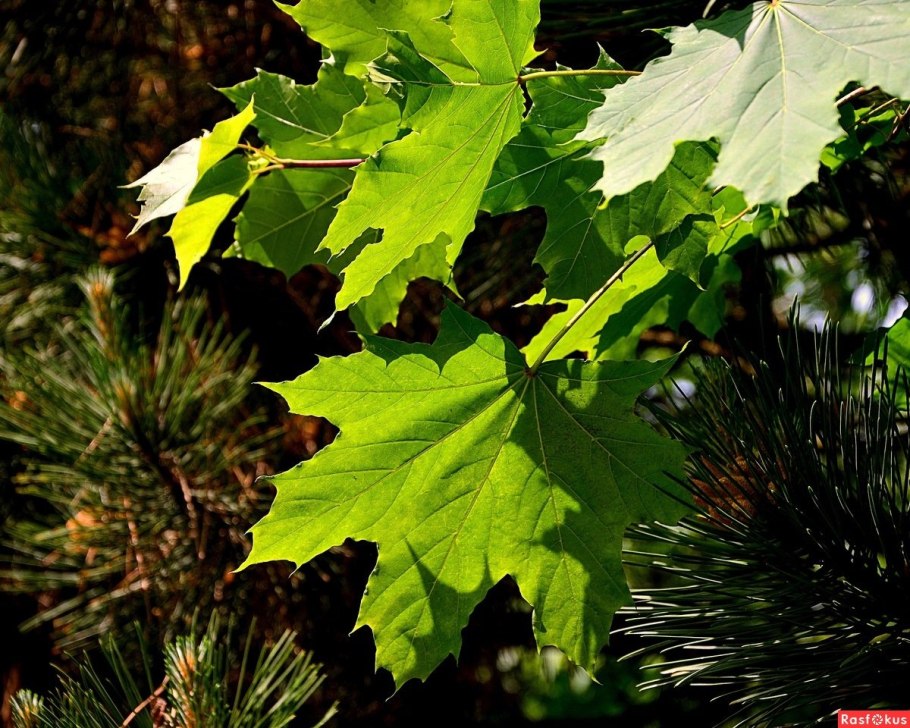 Клен канадский остролистный