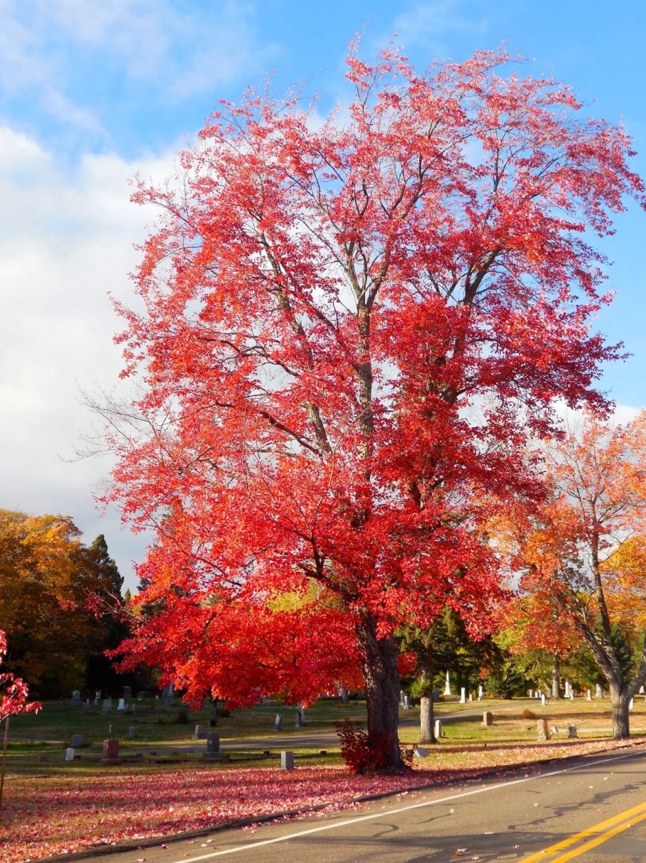 Клен канадский остролистный