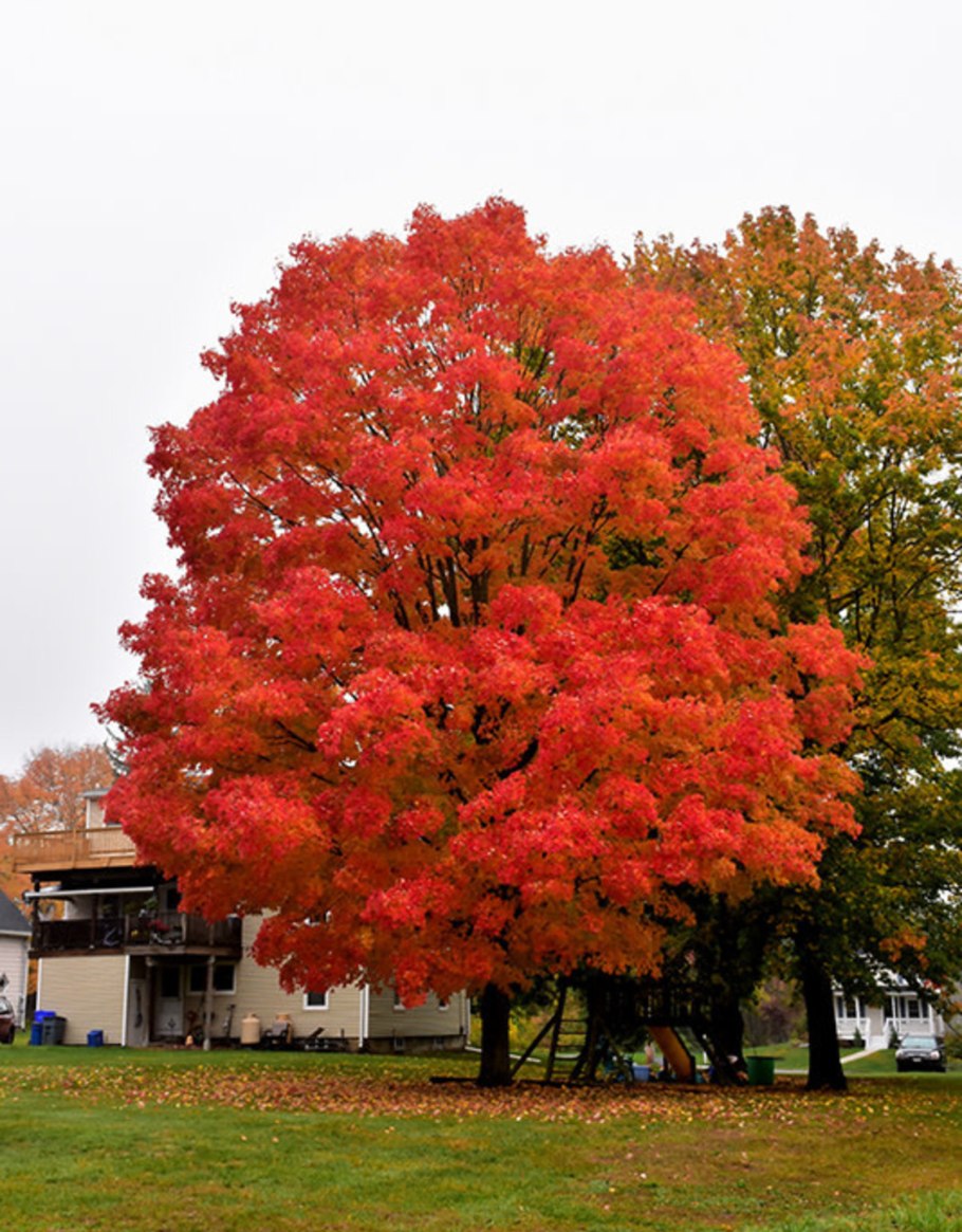 Клен канадский сахарный