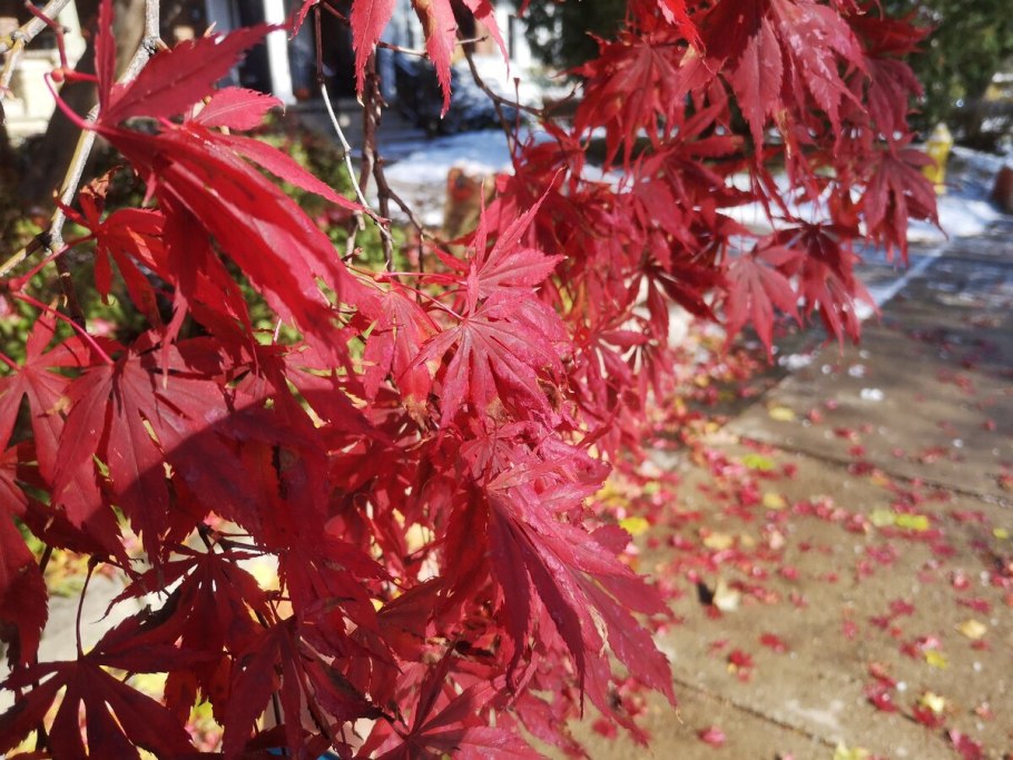 Клён канадский краснолистный