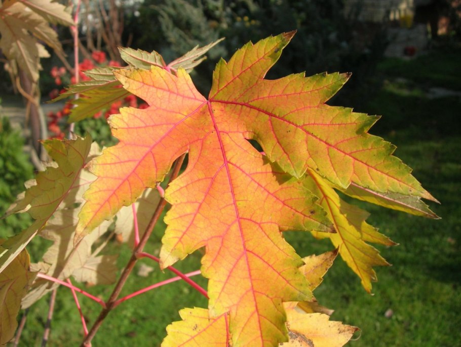 Клен канадский остролистный
