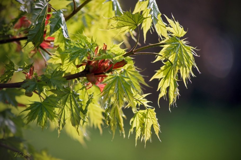 Дуб красный Quercus rubra